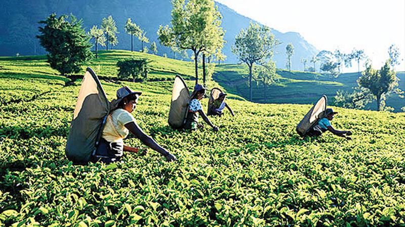 The serious decline in the overall value of the entire tea  industry be it growing, manufacturing or exporting is a matter for  investigation as a first step towards re-igniting this once glorious  national pride. File pic: Lake House Media Library  
