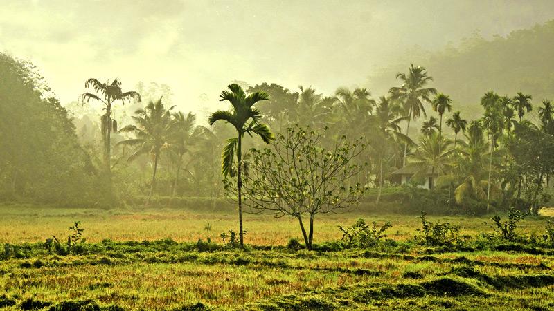 ARRESTING SIGHT: Early morning sun ray filter through mist-laden hills to the just harvested paddy fields of Divalakada