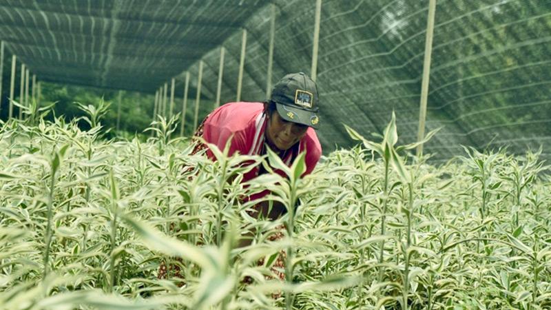 A horticulturist aims at a larger export market