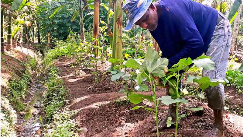 A cultivator engages in organic agriculture in the Pelmadulla area. (Pic by Ranga S. Udugama)