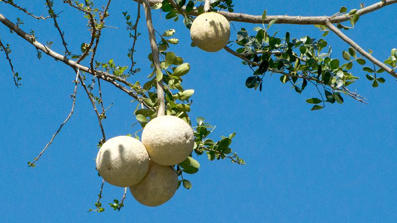 Divul trees such as this one with unripe divul hanging down from branches are commonly found in dry zone forests. The unripe divul has a greyish, white tough pericarp.