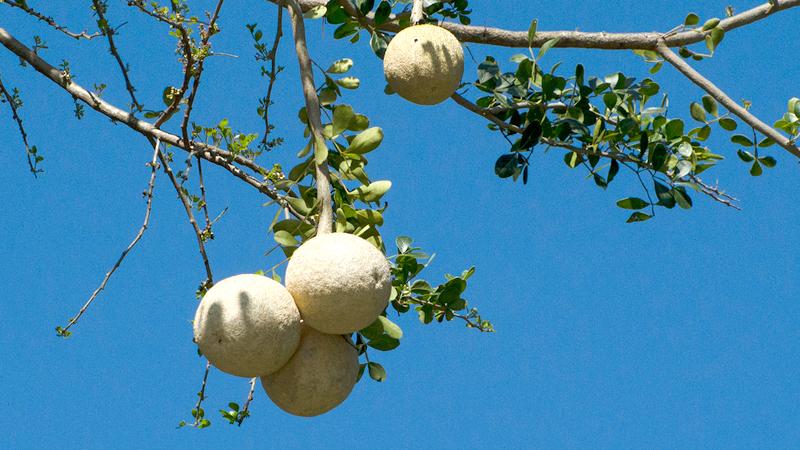 Fruit Aroma, Flavors For Slime in Sri Lanka