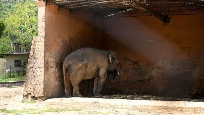 Elephant Kaavan stands under the cover of his shed behind a fence at the Islamabad Zoo