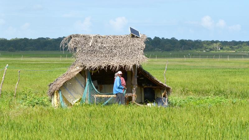 Lush green paddy fields with farmers having modern technology