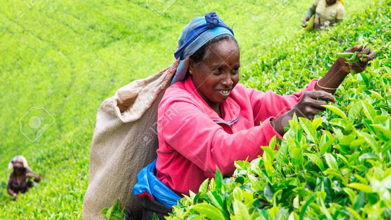 Tea industry salutes workforce | Sunday Observer