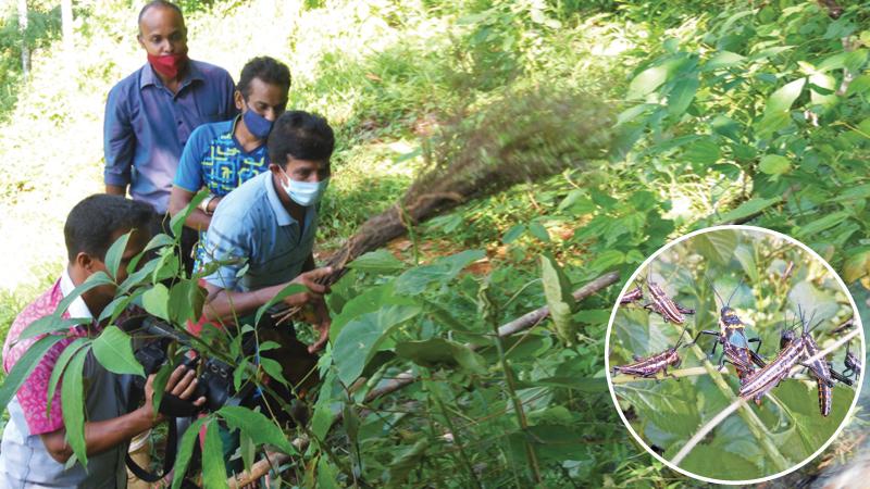 Officers of the Department of Agriculture destroying the locusts, in a bid to control its spread in Kegalle