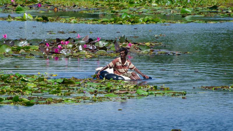 Jayasena plucks lotus flowers in a tank near Wilgamuwa, using a vehicle tube as a boat