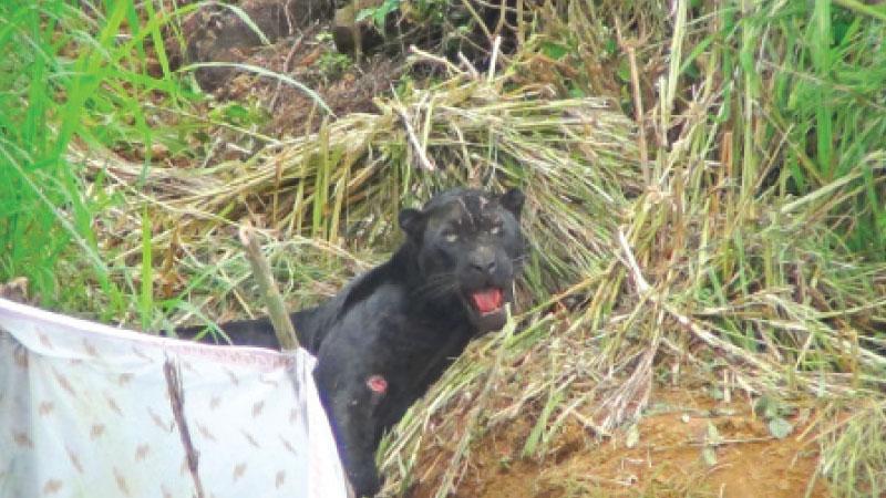 A black leopard classified as rare in Sri Lanka. We missed you