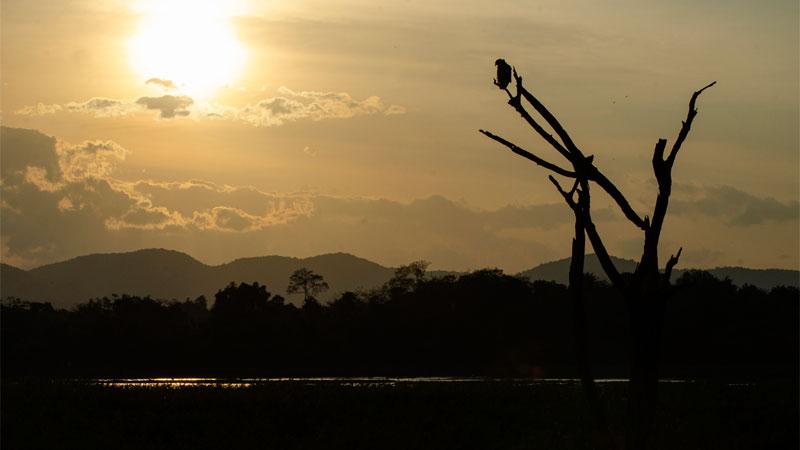 A silhouette of a hawk eagle near a tank in Wasgomuwa at dusk