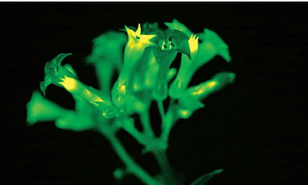 The tobacco flowers emitted the most light (Credit: Planta/ MRC London Institute of Medical Sciences)