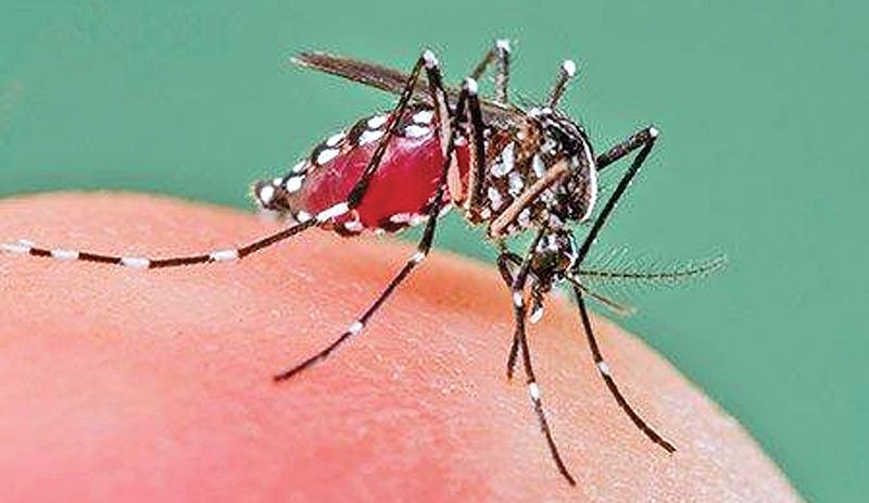 Over 240 Dengue Cases In K’gala | Sunday Observer