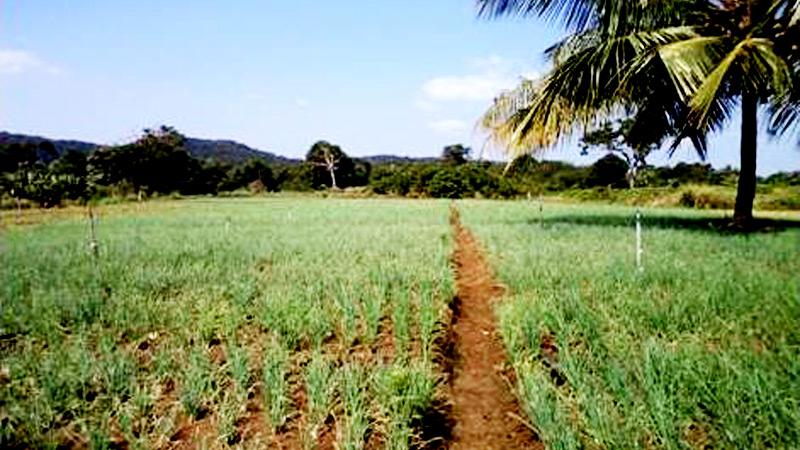 Seasonal crops