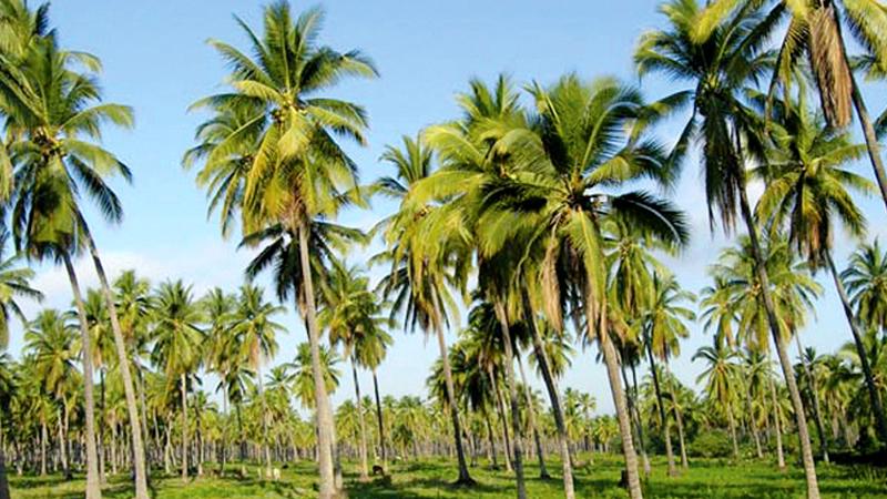 Coconut trees