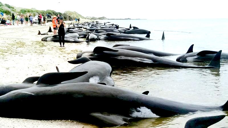 Stranded whales 