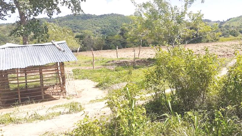 The trail of destruction to forests in Pollebedda, Rambaken Oya, home to the indigenous community whose concerns have fallen on deaf ears