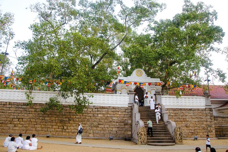 The Jaya Sri Maha Bodhi, a sacred site for Buddhists the world over