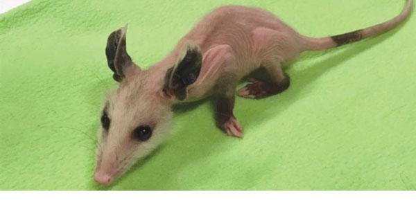 This hairless opossum suffers from a rare genetic condition that causes hair loss