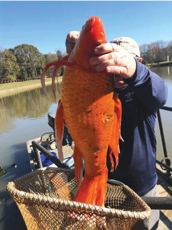 The massive goldfish was discovered in the Oak Grove Lake in Greenville, SC