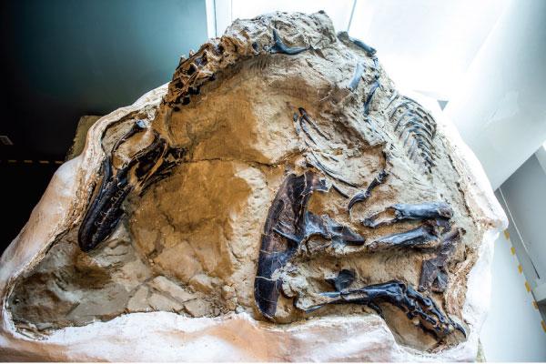 The 67-million-year-old fossil shows a Tyrannosaurus Rex and Triceratops embroiled in battle