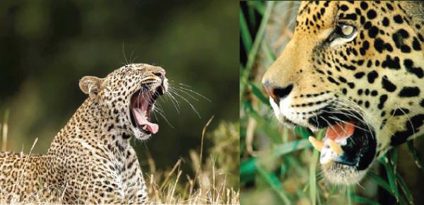Leopard and Jaguar