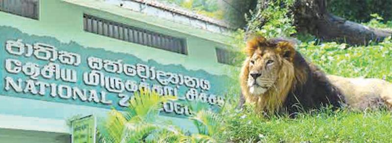 A lion at the Dehiwala Zoo (File Photo)
