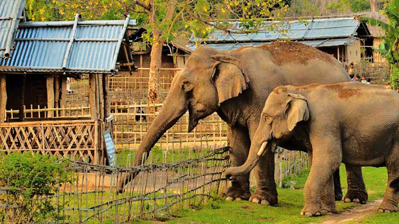 Wild elephants having invaded a tiny village