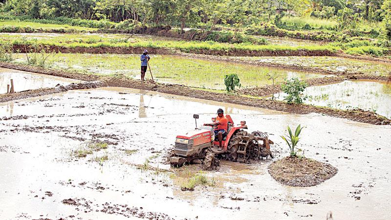 Farmer unions were up in arms over the complete ban imposed by the Government on chemical fertiliser for food crops. Widespread protests by farmers continued last week, demanding fertiliser for the Maha season which is about to begin. Here a paddy farmer  engages in organic farming, using a tractor to prepare his land for cultivation near Thalawathugoda, Sri Jayewardenapura Kotte. Pic Thilak Perera