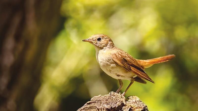 The winter migration of birds southwards from Europe to Africa may become a thing of the past thanks to the impacts of climate change, a study has warned. Here the common nightingale, one of the many species whose migrations are already changing schedules