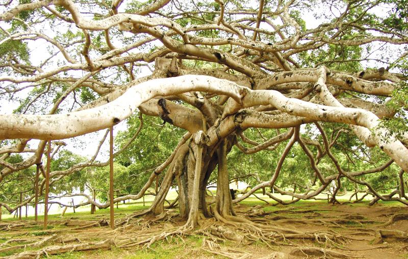 The giant Java fig tree