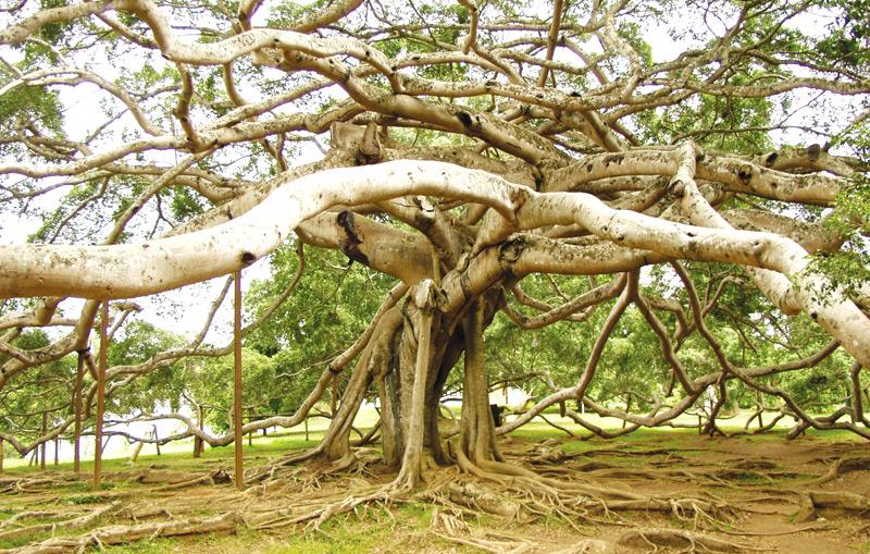 The giant Java fig tree