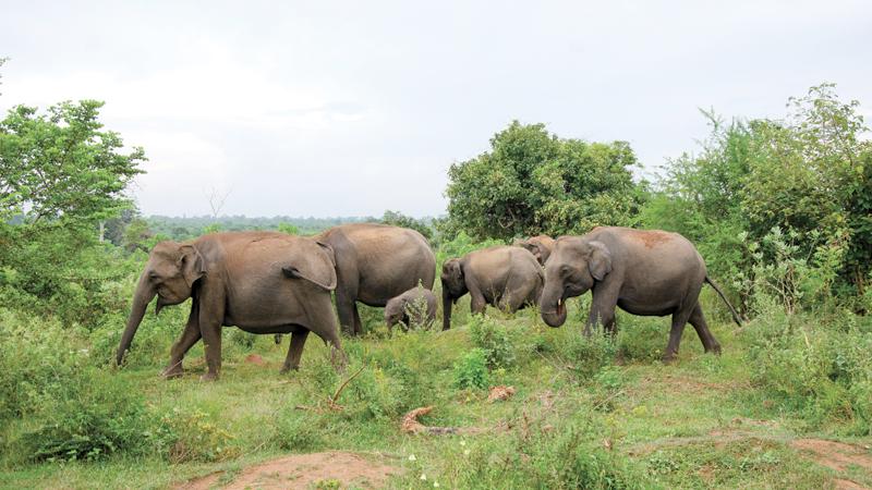 A herd of elephants