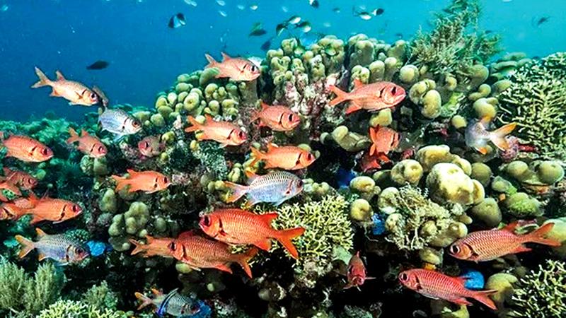 A coral reef in Mafia Island Marine Park in Tanzania. The study has helped conservationists target resources on the reefs most likely to survive the climate crisis