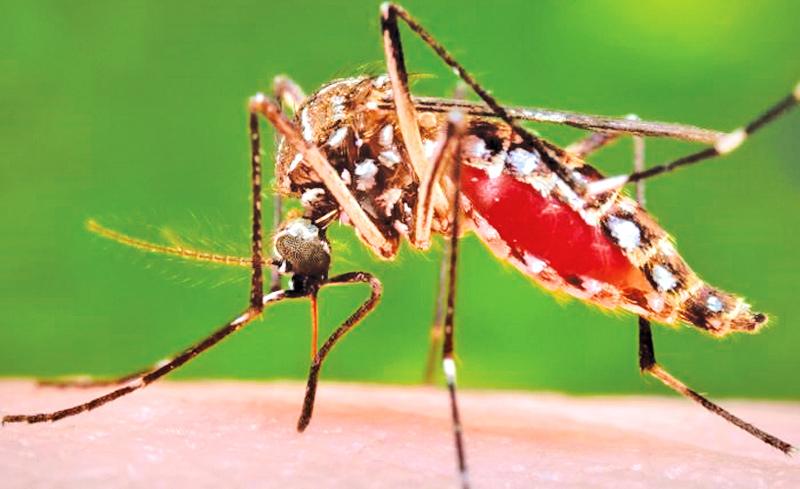 The Aedes mosquito is very dark coloured and has typical white markings on its legs and lyre like markings on the thorax. It is significantly smaller in size being only 4-7milimetres long