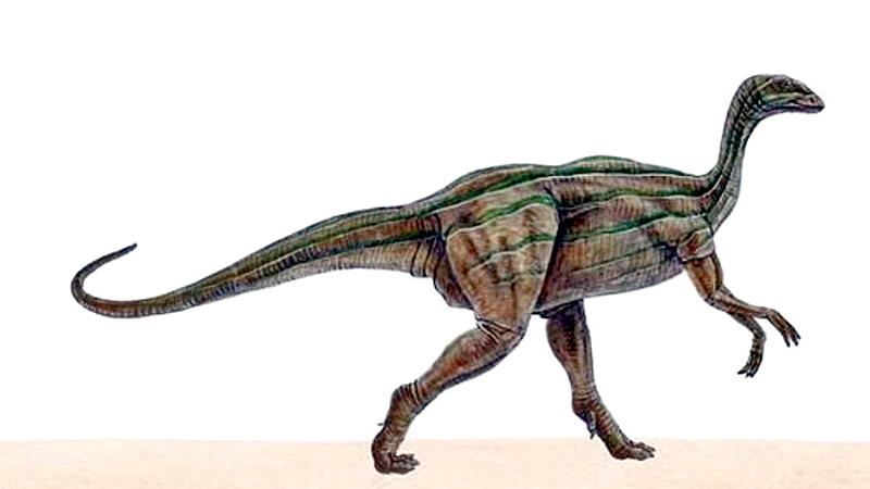 Sauropodomorphs are a clade of plant-eating, long-necked dinosaurs that lived from 231.4–66 million years ago and famously include the Late Jurassic-era Diplodocus. While it is impossible to be sure which species left the footprint, Thecodontosaurus, is an example of a sauropodomorph that lived at roughly the same time as the tracks were formed.