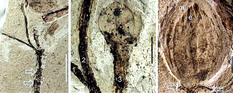 A 130-million-year-old fossilised flower bud found in China may solve Charles Darwin’s ‘abominable mystery’ that questioned when and how the first flowering plants evolved