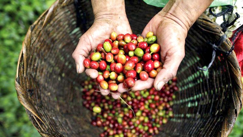 Coffee faces the biggest challenges from rising temperatures