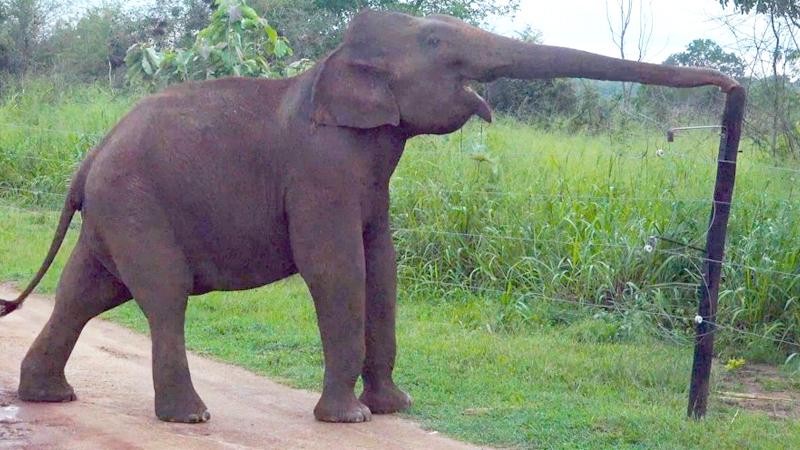 An elephant tries to break an electrified fence