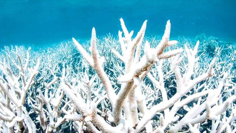 Coral bleaching on the northern section of the Great Barrier Reef in 2017, which scientists believe was caused by heat stress due to warmer waters as a result of climate change.