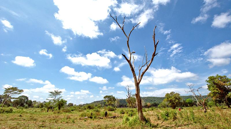 An abandoned chena near the Galtemmandiya