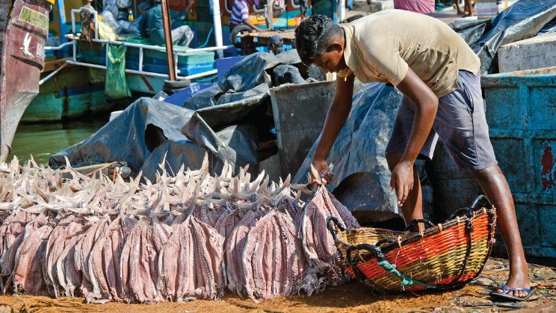 A dried fish maker lines up freshly salted-washed fish