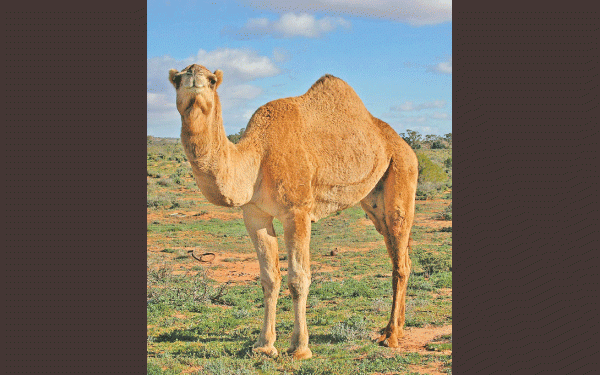 The Camel