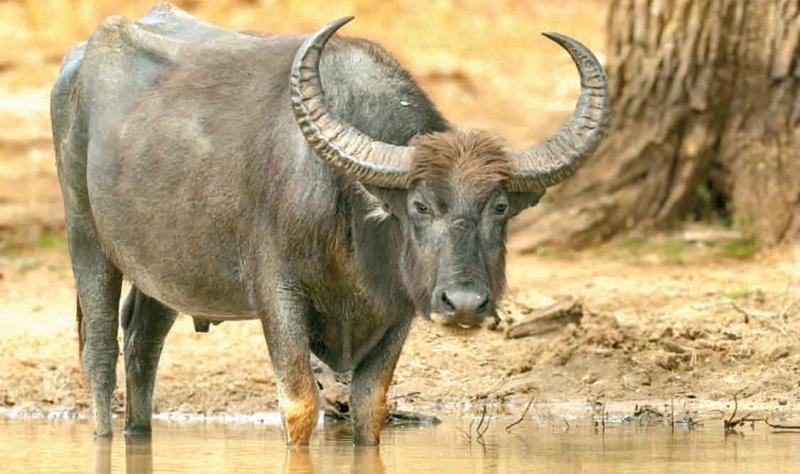 A water buffalo in the Yala National Park