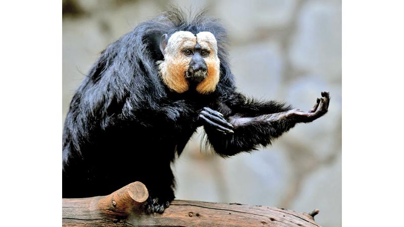 Three white-faced sakis could choose to listen to audio or visual stimuli in the study at Korkeasaari zoo, Helskini