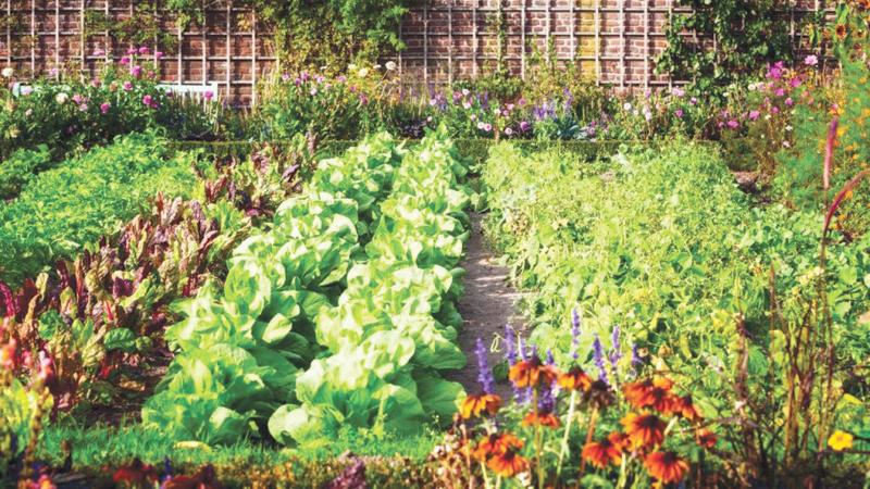Home Gardening For A Secure Future