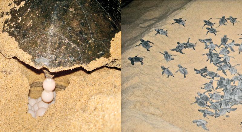 Panama Project by DIMO, focuses on turtle conservation