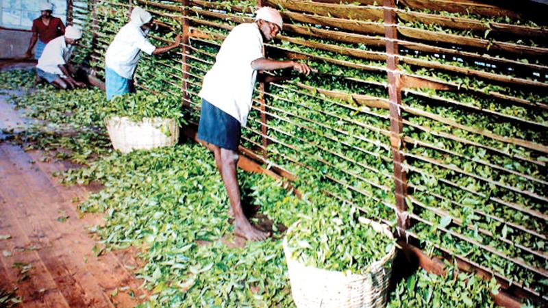 There are certain products in which Sri Lanka enjoys a comparative advantage in global markets, requiring low imported raw materials in production such as tea, spices and mineral products like graphite