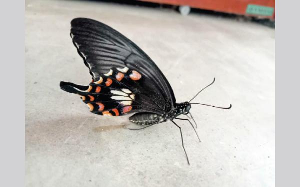 Butterfly