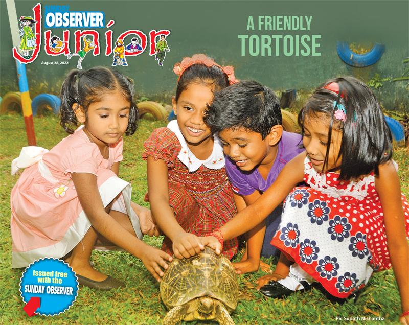 A friendly tortoise