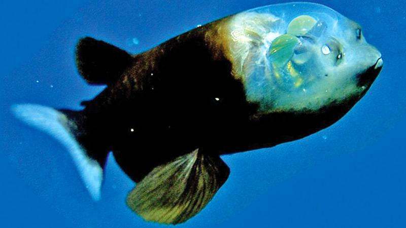 The barreleye fish has extremely light-sensitive eyes that can rotate within a transparent, fluid-filled shield on its head. The two spots above its mouth are similar to human nostrils. 