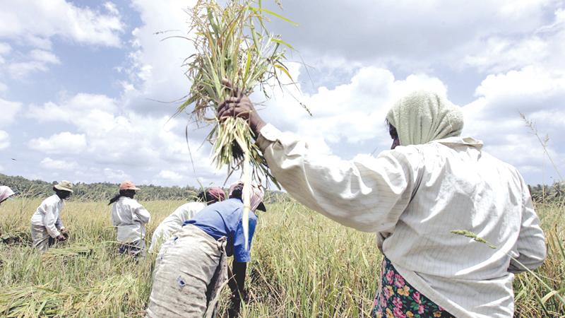 Improving the production capacity of farmers will ultimately boost the resilience of the agricultural sector on which around 30 percent of the Lankan population depends for existence. Here farmers gather the harvest.